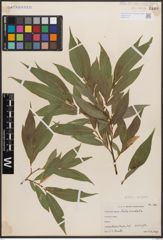 Foto von Salix caudata (Nutt.) A. Heller